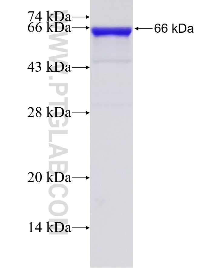 LMNB2 fusion protein Ag1335 SDS-PAGE