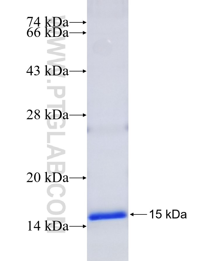 LMO1 fusion protein Ag25651 SDS-PAGE