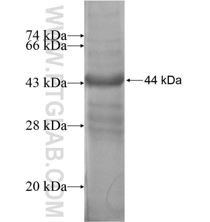 LMO2 fusion protein Ag16795 SDS-PAGE