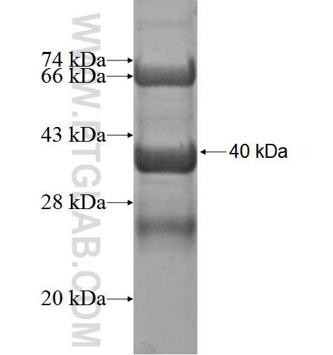 LMO3 fusion protein Ag3272 SDS-PAGE