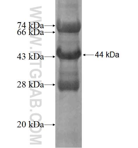 LMO4 fusion protein Ag2794 SDS-PAGE