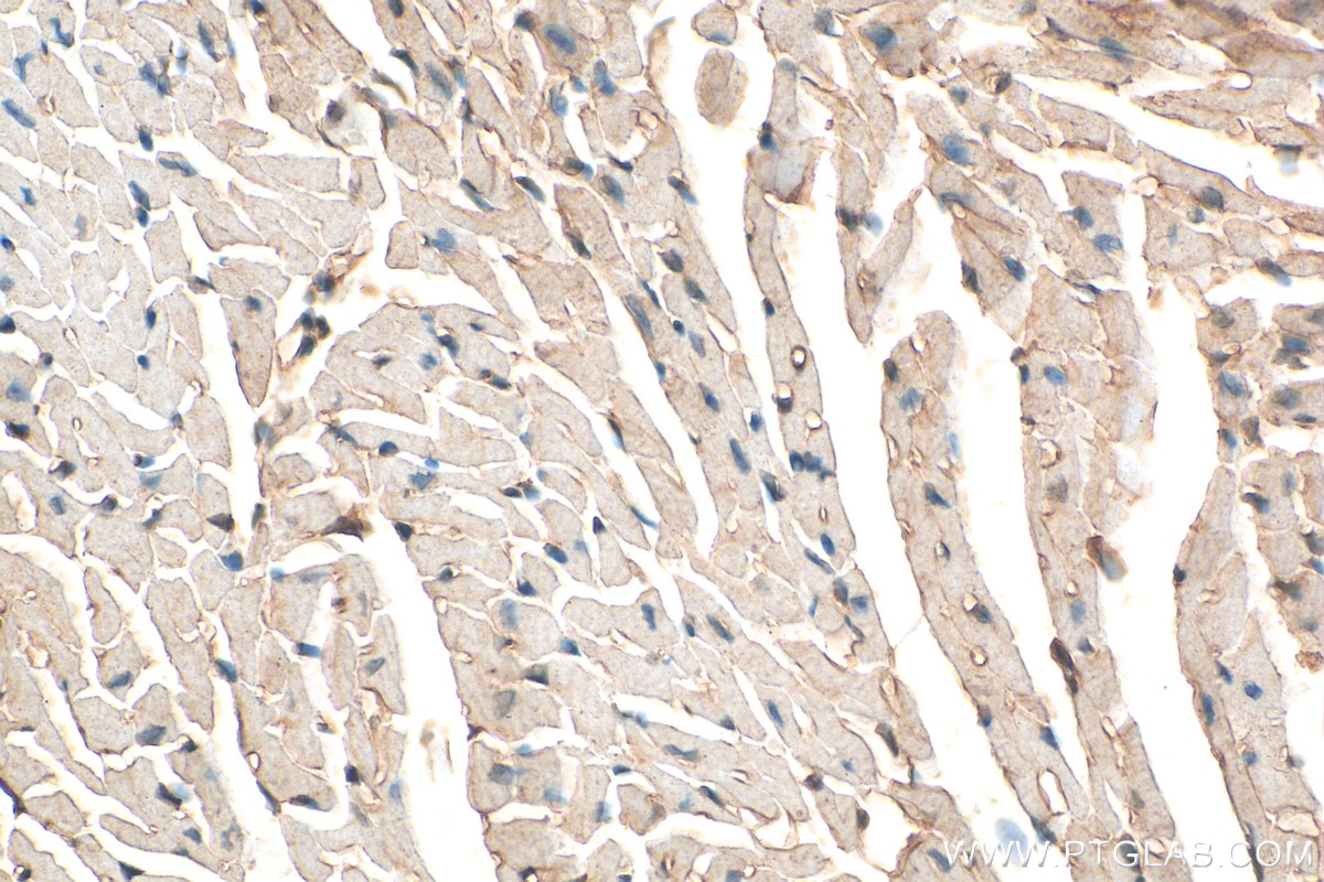 Immunohistochemistry (IHC) staining of mouse heart tissue using LMO7 Polyclonal antibody (29392-1-AP)