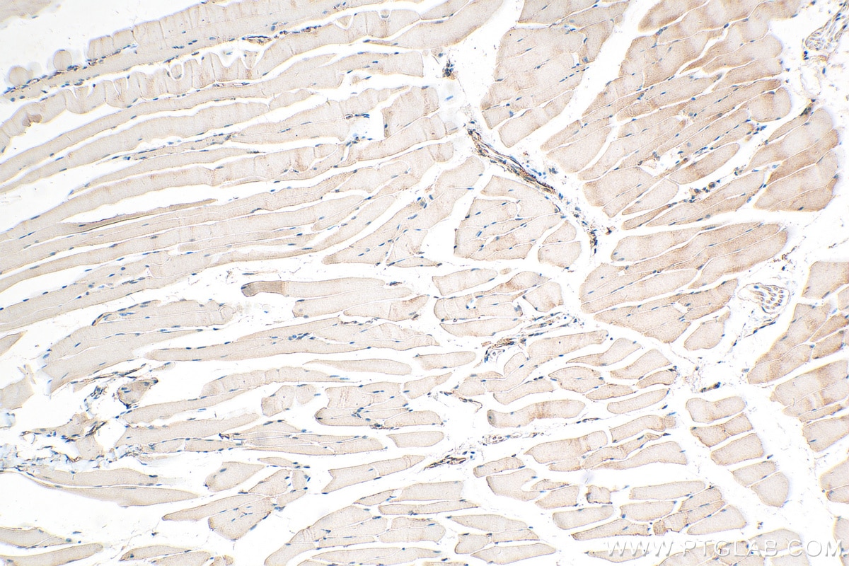 IHC staining of mouse skeletal muscle using 29392-1-AP