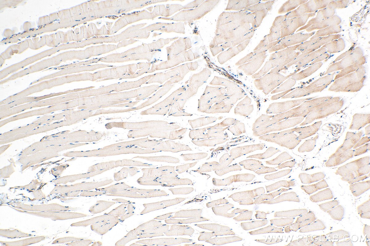 IHC staining of mouse skeletal muscle using 29392-1-AP