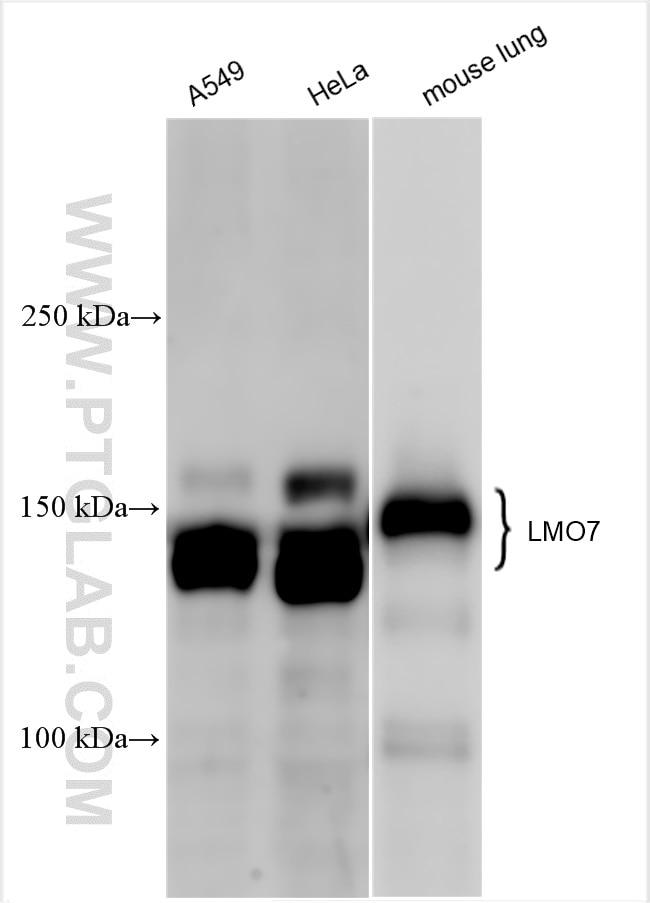 Western Blot (WB) analysis of various lysates using LMO7 Polyclonal antibody (29392-1-AP)