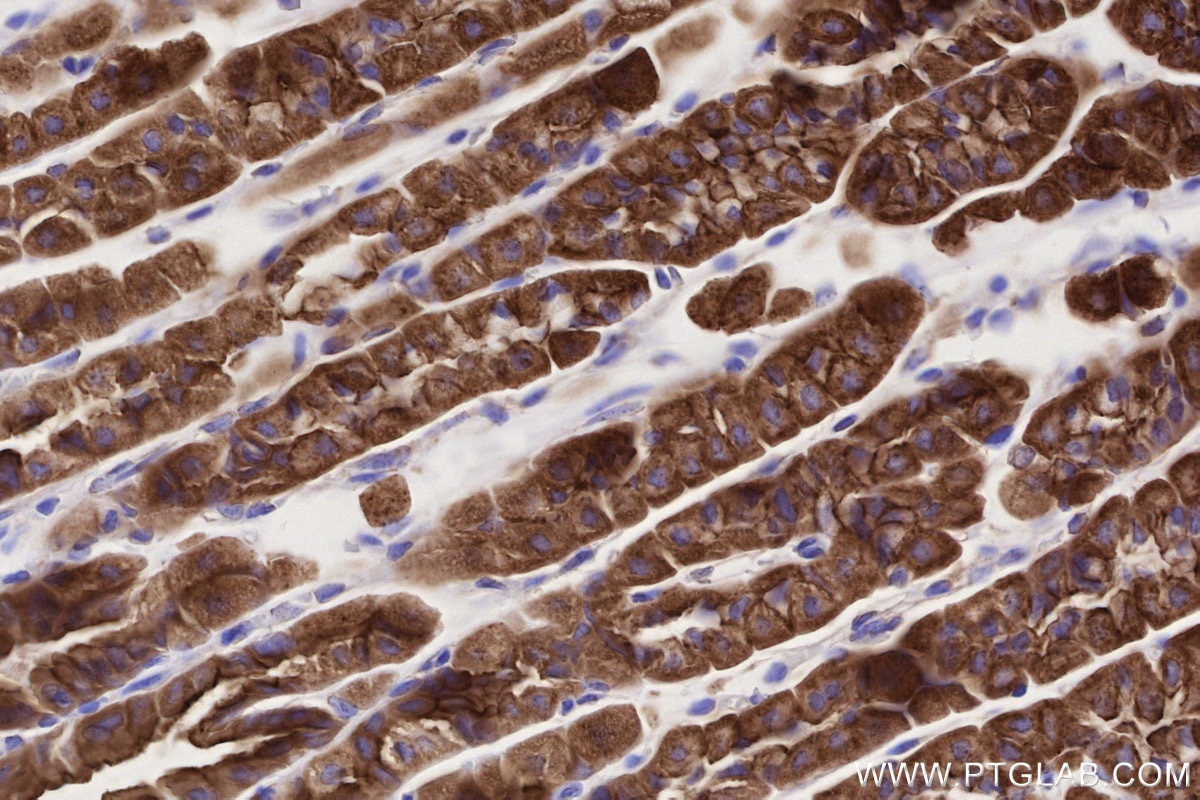 Immunohistochemistry (IHC) staining of mouse stomach tissue using LMO7 Recombinant monoclonal antibody (84495-4-RR)