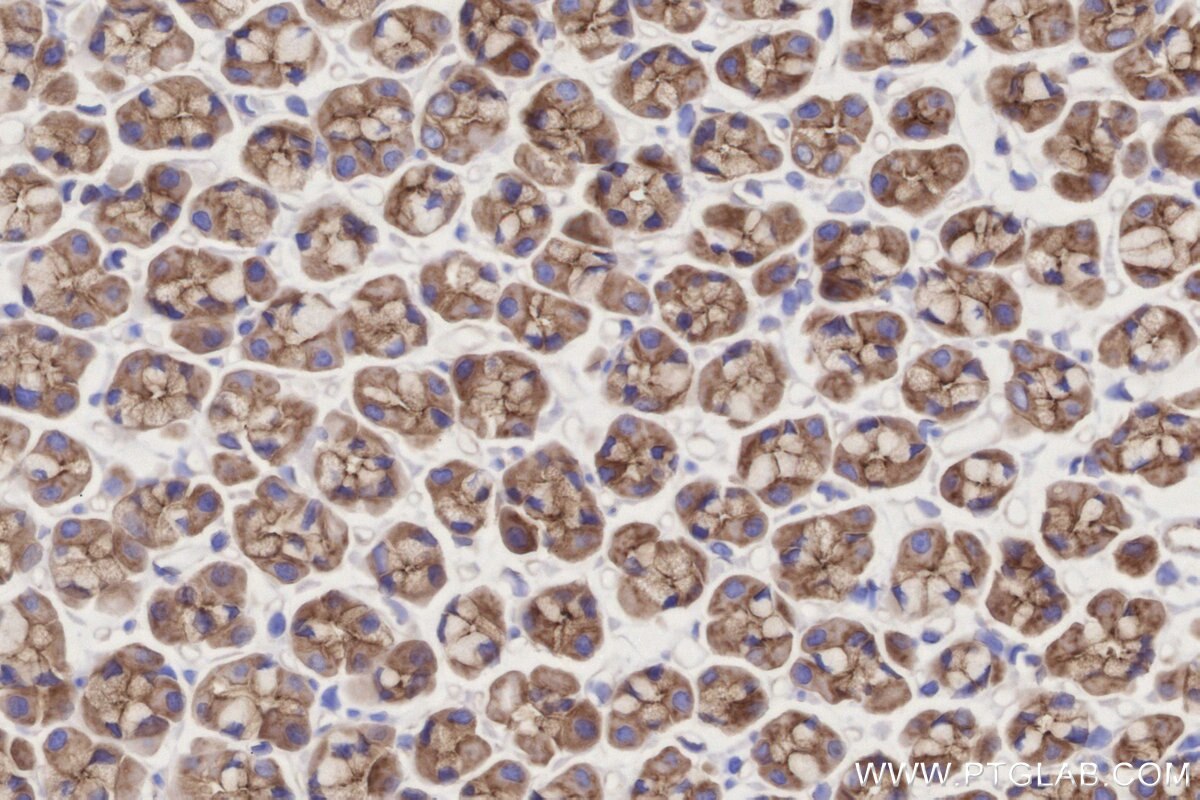 Immunohistochemistry (IHC) staining of rat stomach tissue using LMO7 Recombinant monoclonal antibody (84495-4-RR)