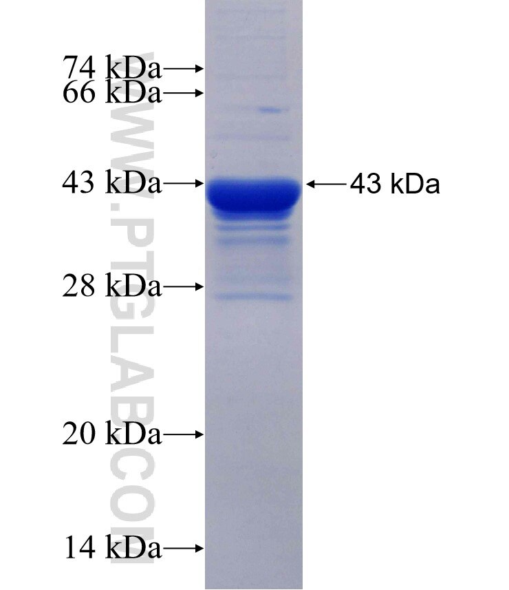 LMO7 fusion protein Ag30016 SDS-PAGE