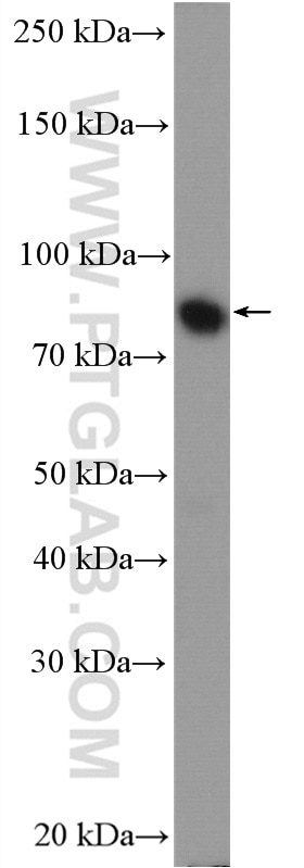 Western Blot (WB) analysis of HT-29 cells using LMOD1 Polyclonal antibody (15117-1-AP)