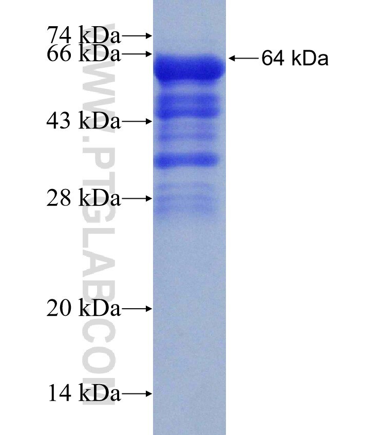 LMOD1 fusion protein Ag7176 SDS-PAGE
