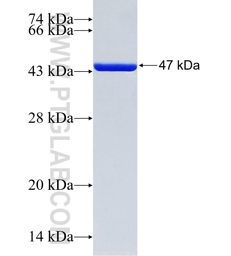 LMOD2 fusion protein Ag35312 SDS-PAGE