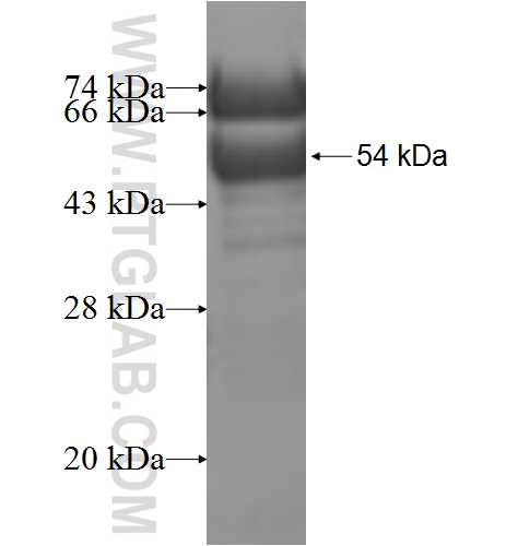 LMOD3 fusion protein Ag6758 SDS-PAGE