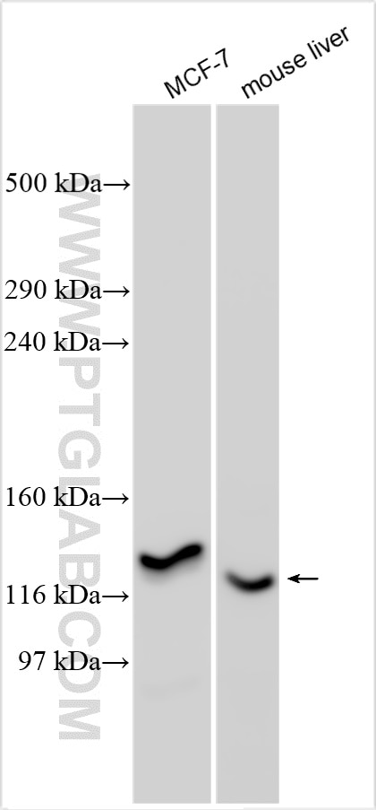 Western Blot (WB) analysis of various lysates using LMTK3 Polyclonal antibody (22899-1-AP)