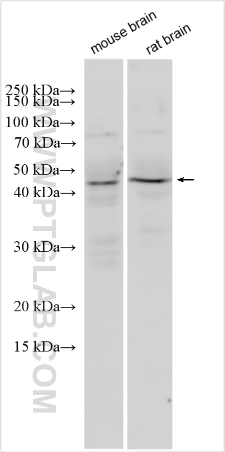 Western Blot (WB) analysis of various lysates using LMX1A Polyclonal antibody (14144-1-AP)