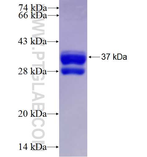 LMX1A fusion protein Ag5311 SDS-PAGE