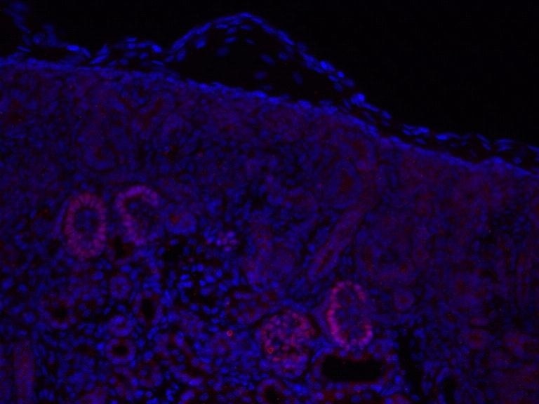Immunofluorescence (IF) / fluorescent staining of embryonic kidney tissue using LMX1B Polyclonal antibody (18278-1-AP)
