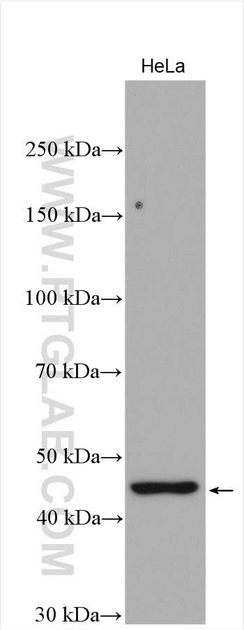 Western Blot (WB) analysis of HeLa cells using LMX1B Polyclonal antibody (18278-1-AP)