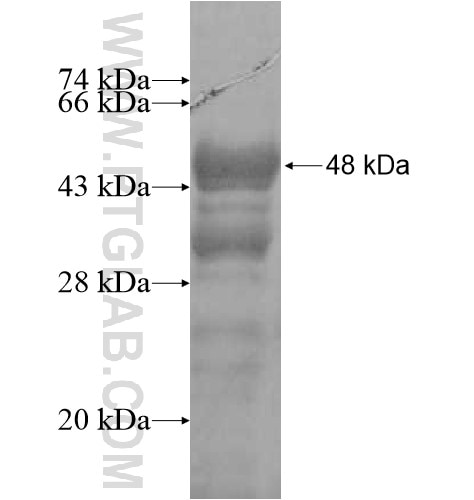 LMX1B fusion protein Ag13096 SDS-PAGE