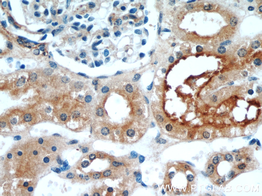 IHC staining of human kidney using 55154-1-AP