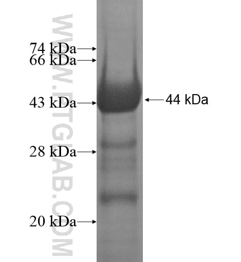 LNX1 fusion protein Ag14400 SDS-PAGE