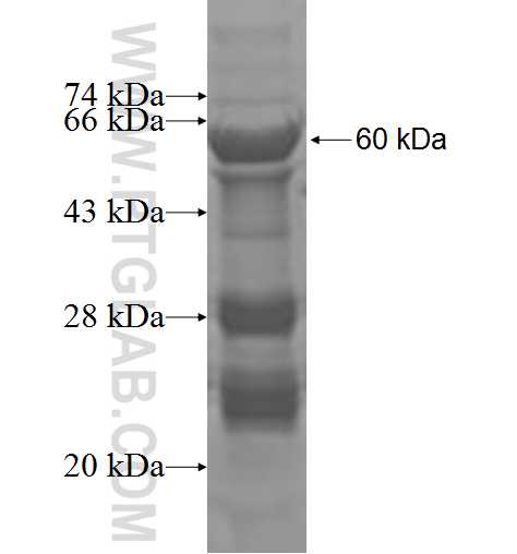 LNX2 fusion protein Ag4661 SDS-PAGE