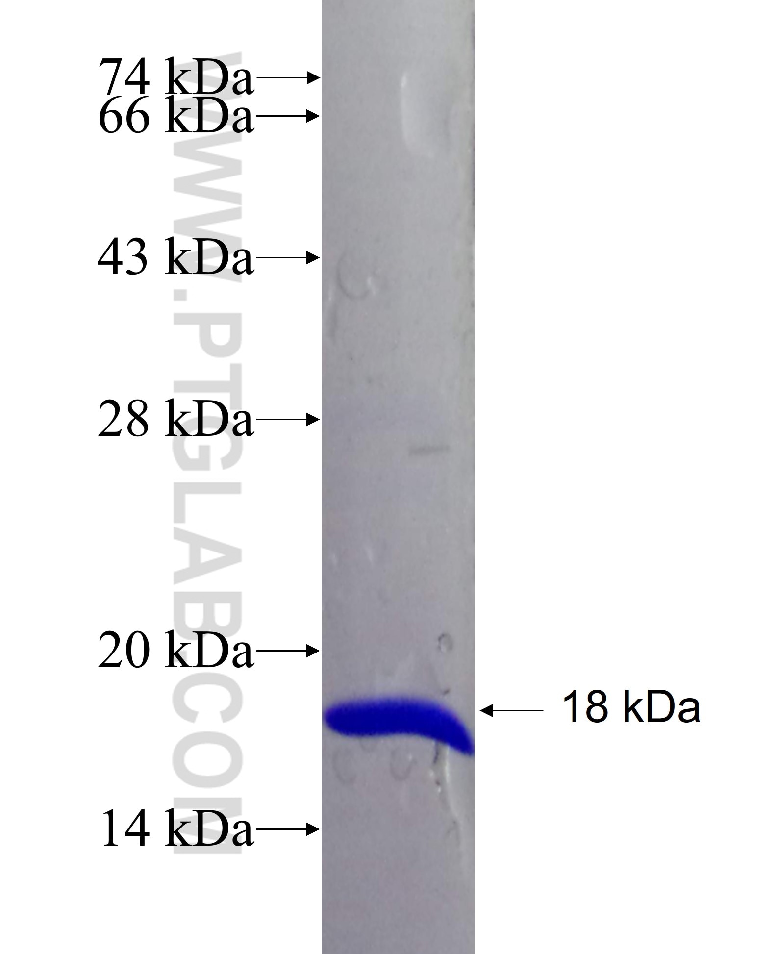 LOC100134934 fusion protein Ag26820 SDS-PAGE