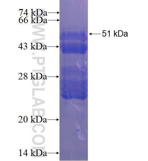 LOC123688 fusion protein Ag23420 SDS-PAGE
