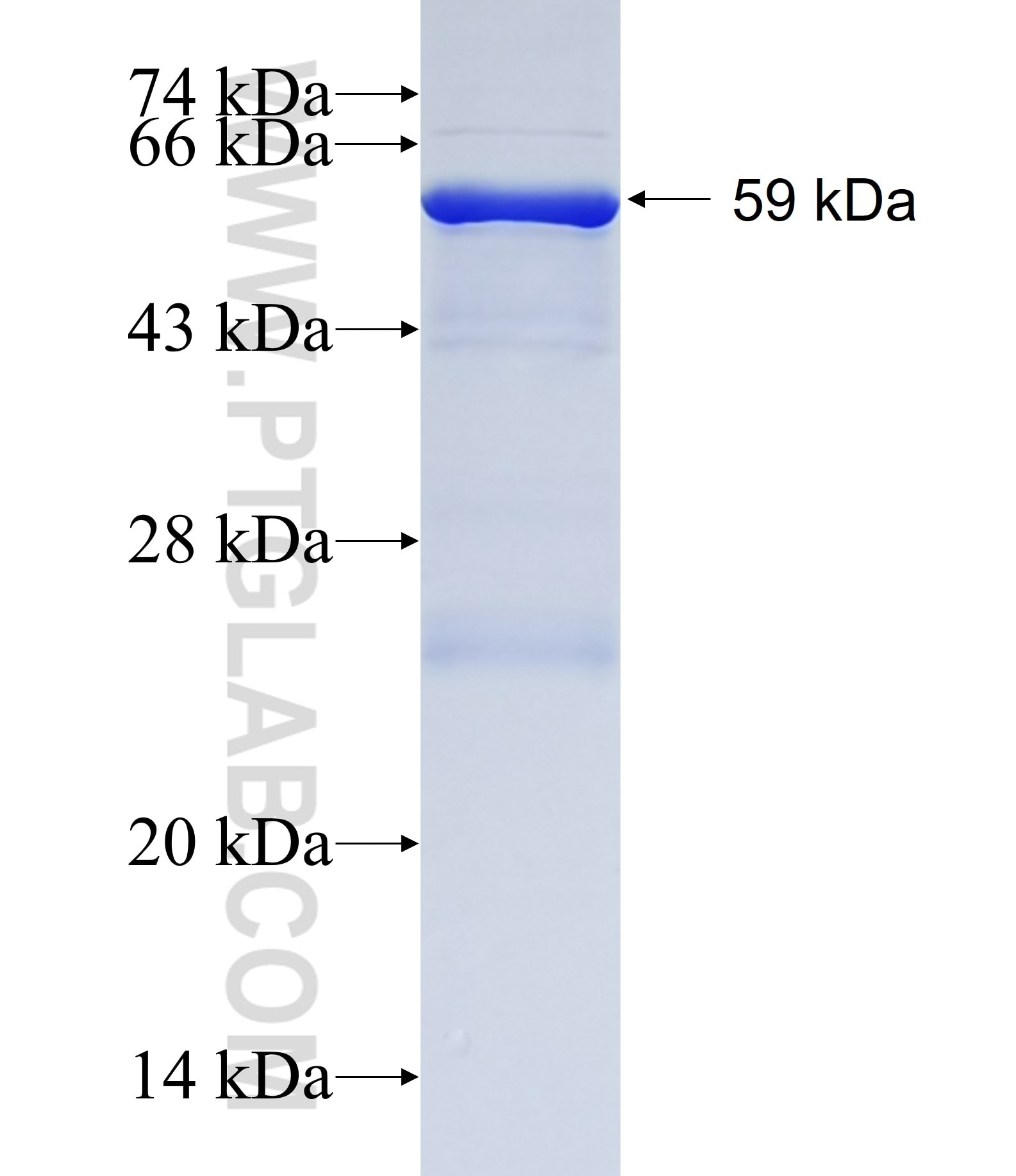 LOC150763 fusion protein Ag23677 SDS-PAGE