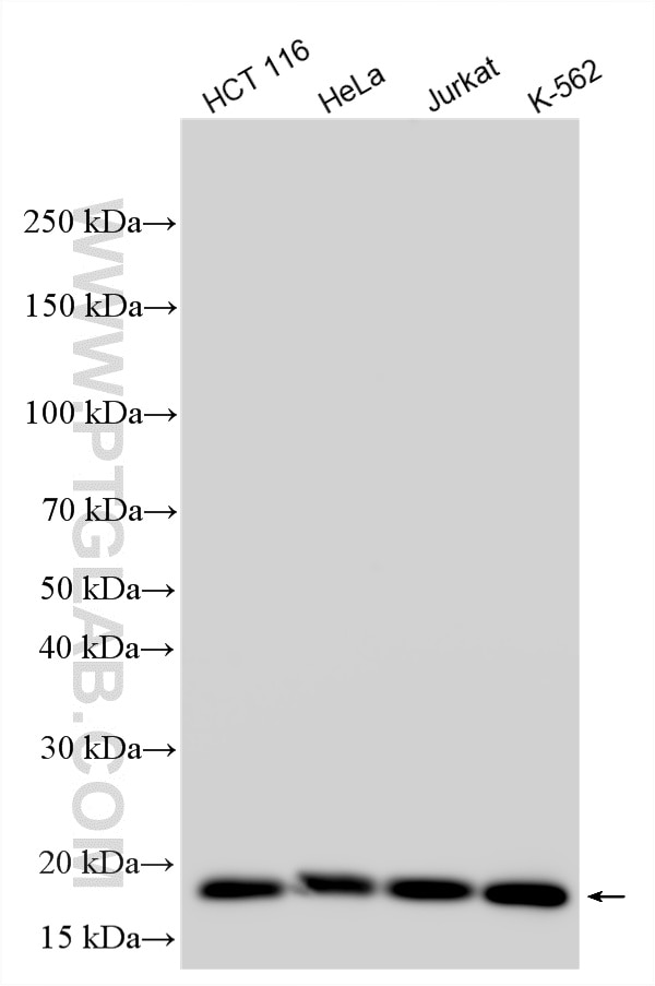 WB analysis using 34416-1-AP Western Blot (WB) analysis of various lysates using LOC221710 Polyclonal antibody (34416-1-AP)