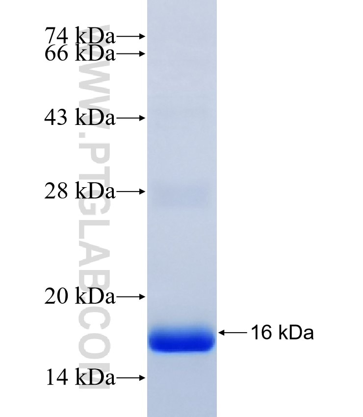 LOC284297 fusion protein Ag37422 SDS-PAGE