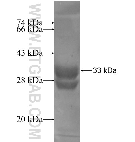 LOC284912 fusion protein Ag13807 SDS-PAGE