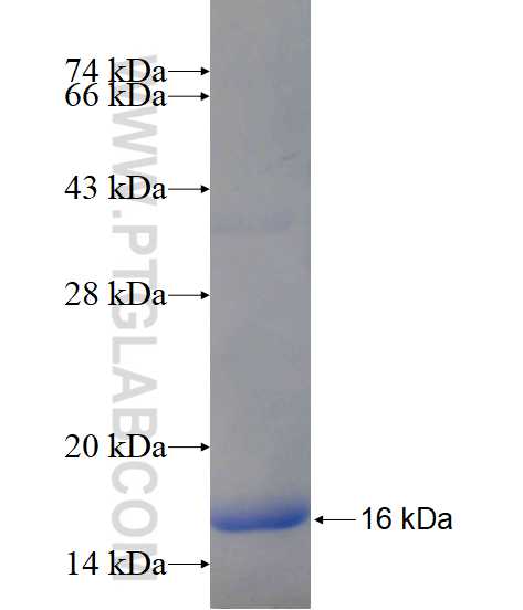 LOC286135 fusion protein Ag17433 SDS-PAGE