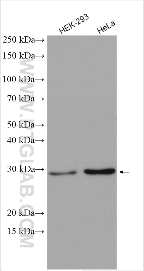 Western Blot (WB) analysis of various lysates using ACOT7L Polyclonal antibody (51016-2-AP)