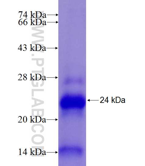 LOC388588 fusion protein Ag27028 SDS-PAGE
