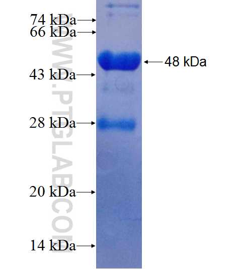 LOC440248 fusion protein Ag26501 SDS-PAGE