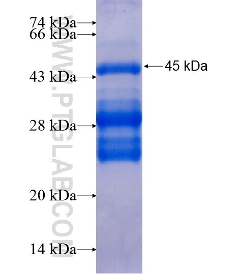 LOC55908 fusion protein Ag20698 SDS-PAGE