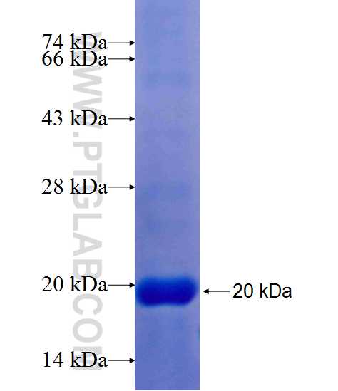 LOC55908 fusion protein Ag20708 SDS-PAGE