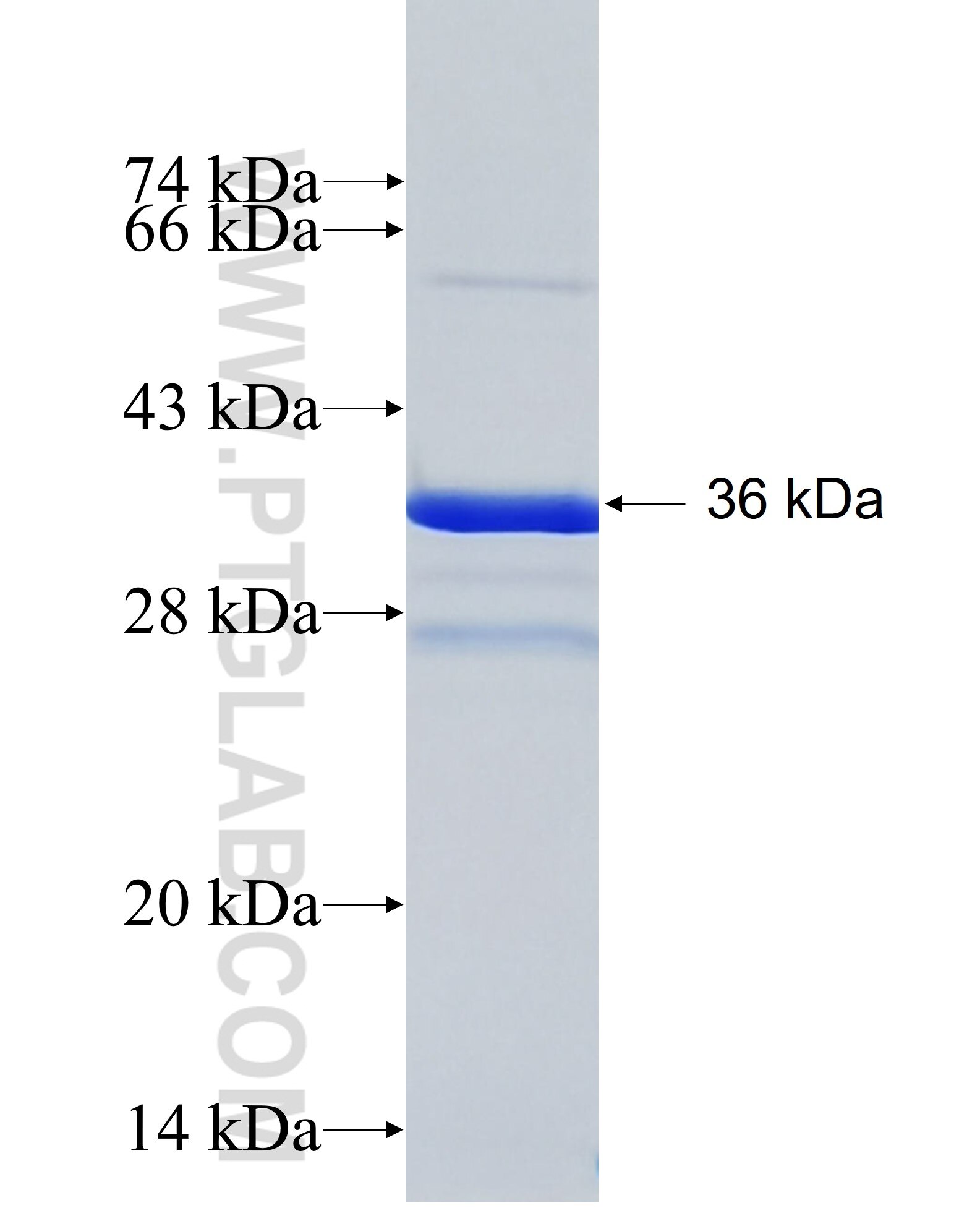 LOC57228 fusion protein Ag34278 SDS-PAGE