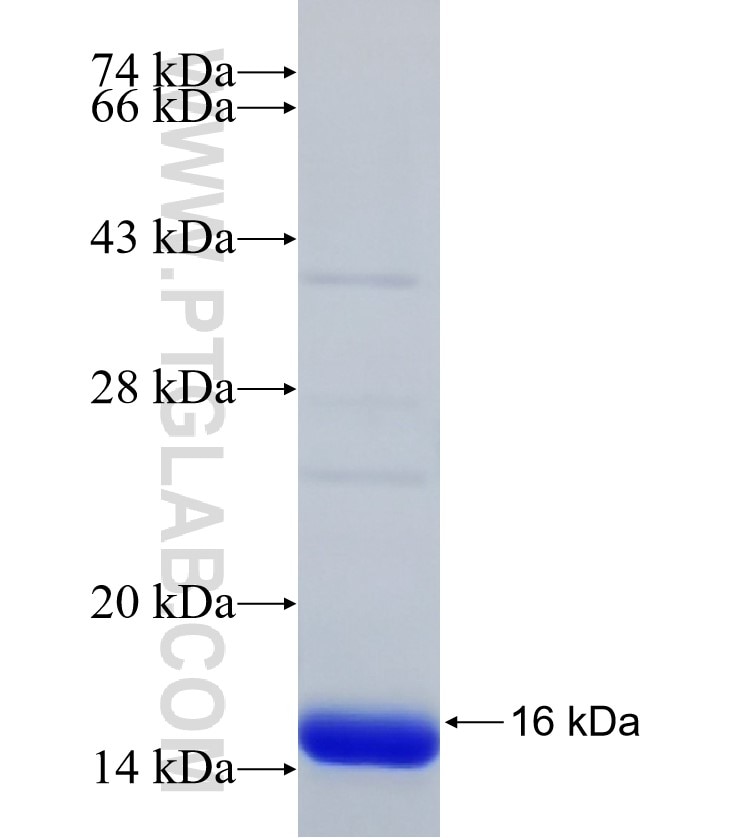 LOC652968 fusion protein Ag30817 SDS-PAGE