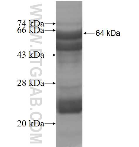 LOC81691 fusion protein Ag8393 SDS-PAGE