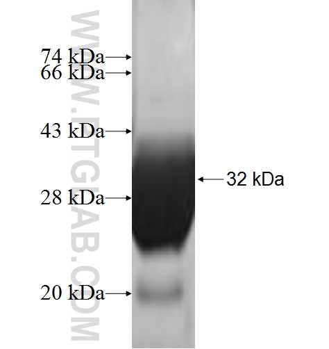 LOC84740 fusion protein Ag0759 SDS-PAGE