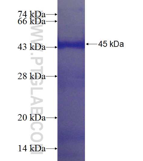 LOC90826 fusion protein Ag23499 SDS-PAGE