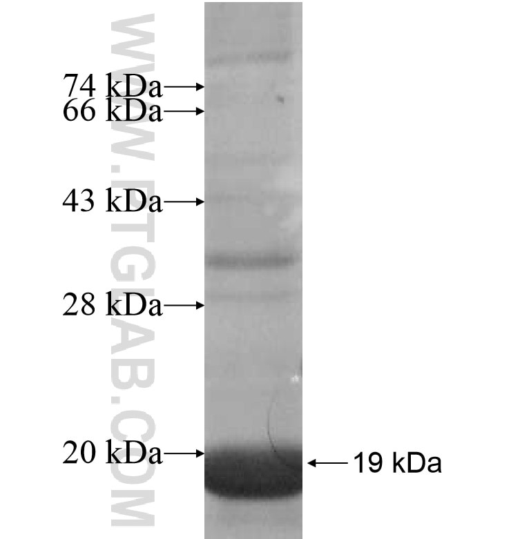 LOC90925 fusion protein Ag16839 SDS-PAGE