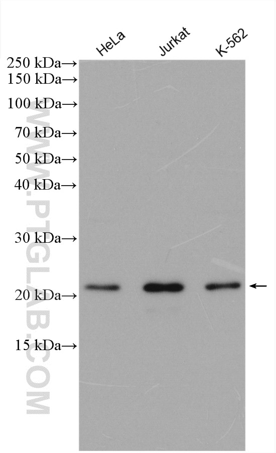 Western Blot (WB) analysis of various lysates using LOH12CR1 Polyclonal antibody (17169-1-AP)