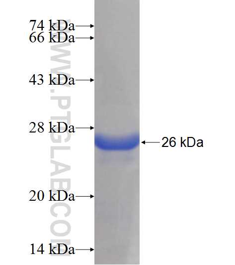 LOH12CR1 fusion protein Ag10674 SDS-PAGE