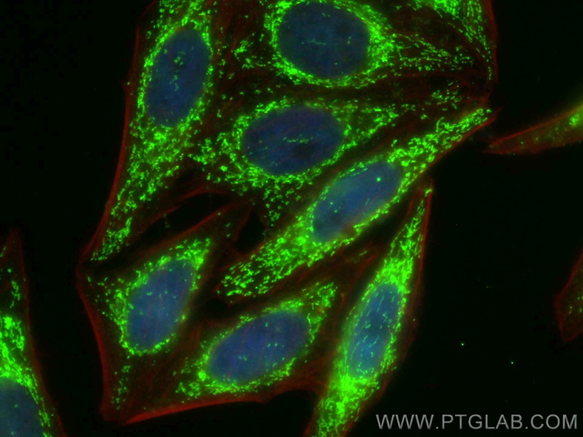 Immunofluorescence (IF) / fluorescent staining of HepG2 cells using LONP1 Polyclonal antibody (15440-1-AP)