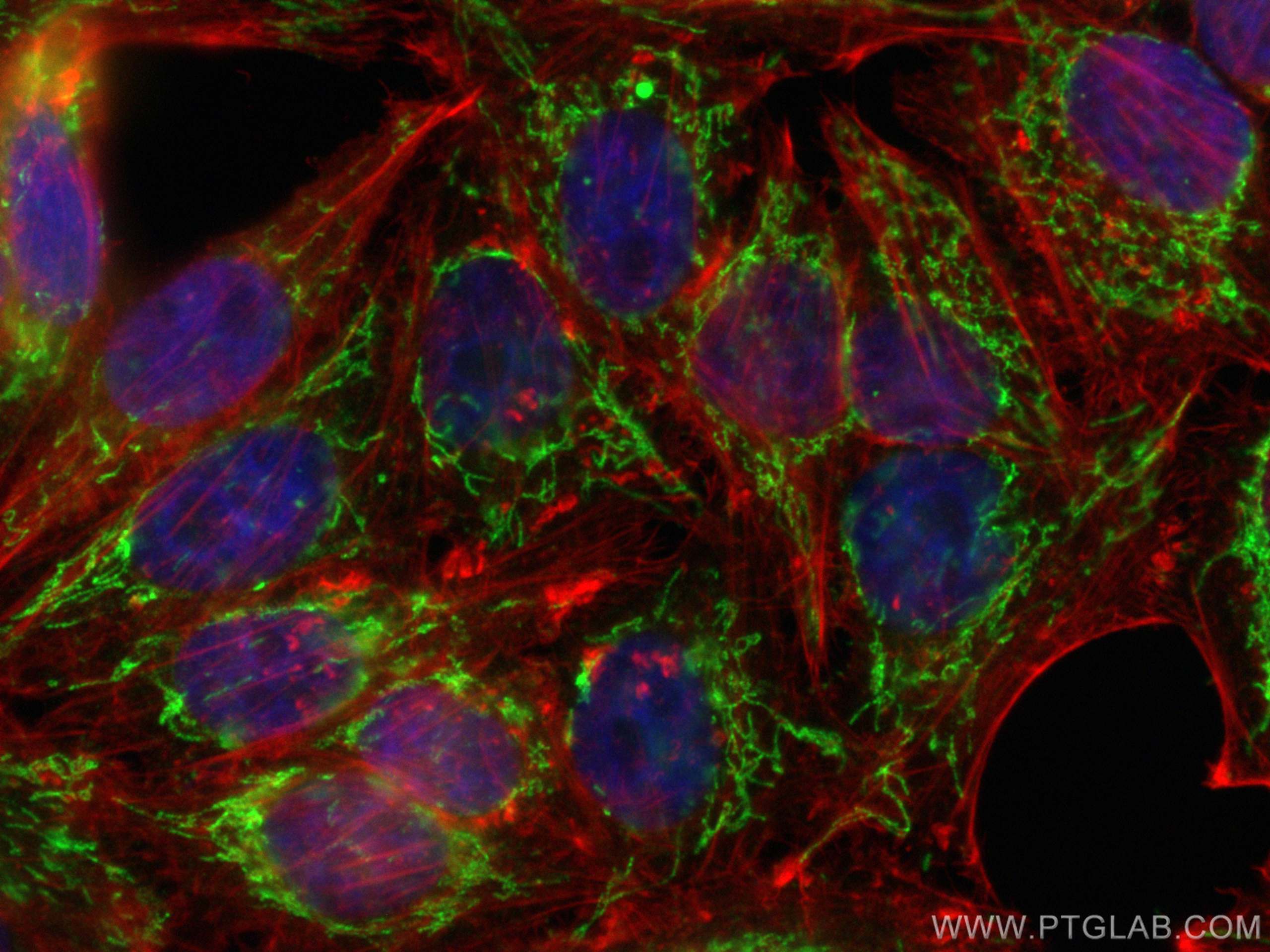 Immunofluorescence (IF) / fluorescent staining of HepG2 cells using LONP1 Polyclonal antibody (15440-1-AP)