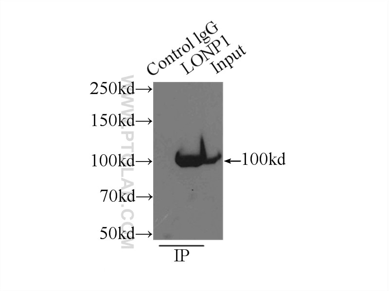 Immunoprecipitation (IP) experiment of mouse heart tissue using LONP1 Polyclonal antibody (15440-1-AP)