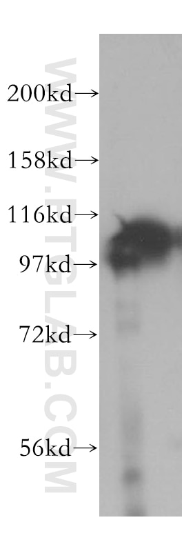 Western Blot (WB) analysis of human heart tissue using LONP1 Polyclonal antibody (15440-1-AP)