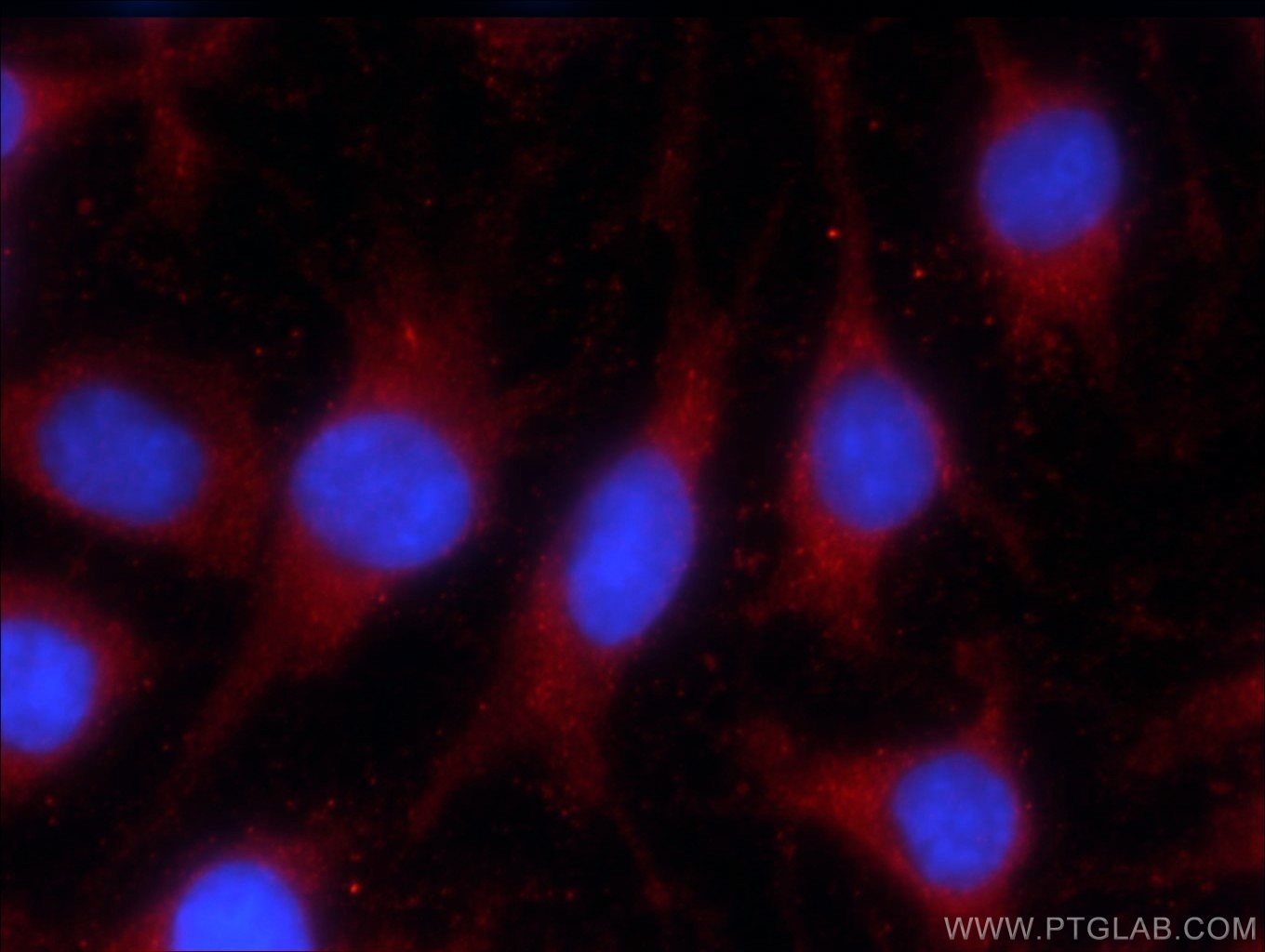 Immunofluorescence (IF) / fluorescent staining of C6 cells using LONP1 Monoclonal antibody (66043-1-Ig)